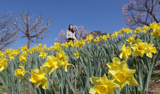 수선화꽃 사이에서
