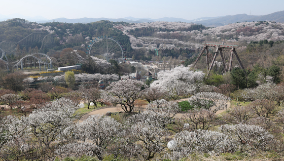 봄꽃 만개한 에버랜드 일대