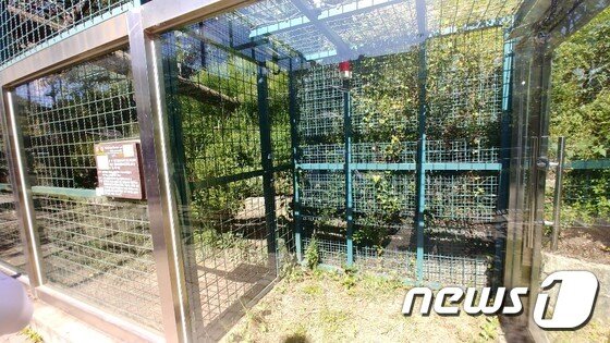 본문 이미지 - 2018년 9월 퓨마 뽀롱이가 탈출한 대전 오월드 사육장 ⓒ 뉴스1 김종서 기자