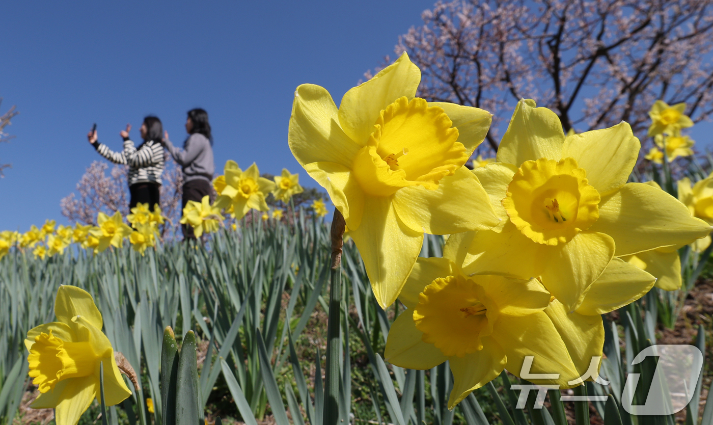 (용인=뉴스1) 김영운 기자 = 화창한 봄날씨를 보인 8일 경기 용인시 처인구 에버랜드 하늘정원길에서 바라본 에버랜드 일대가 벚꽃, 매화, 수선화를 비롯한 봄꽃들로 만개해 있다. …