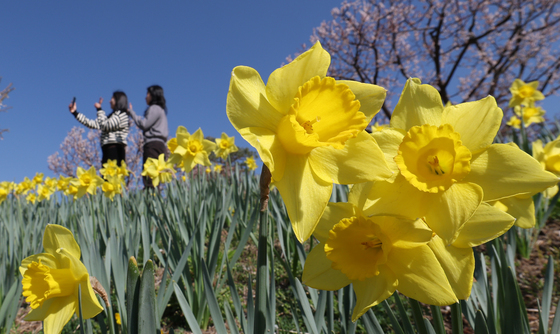 수선화와 파란 하늘