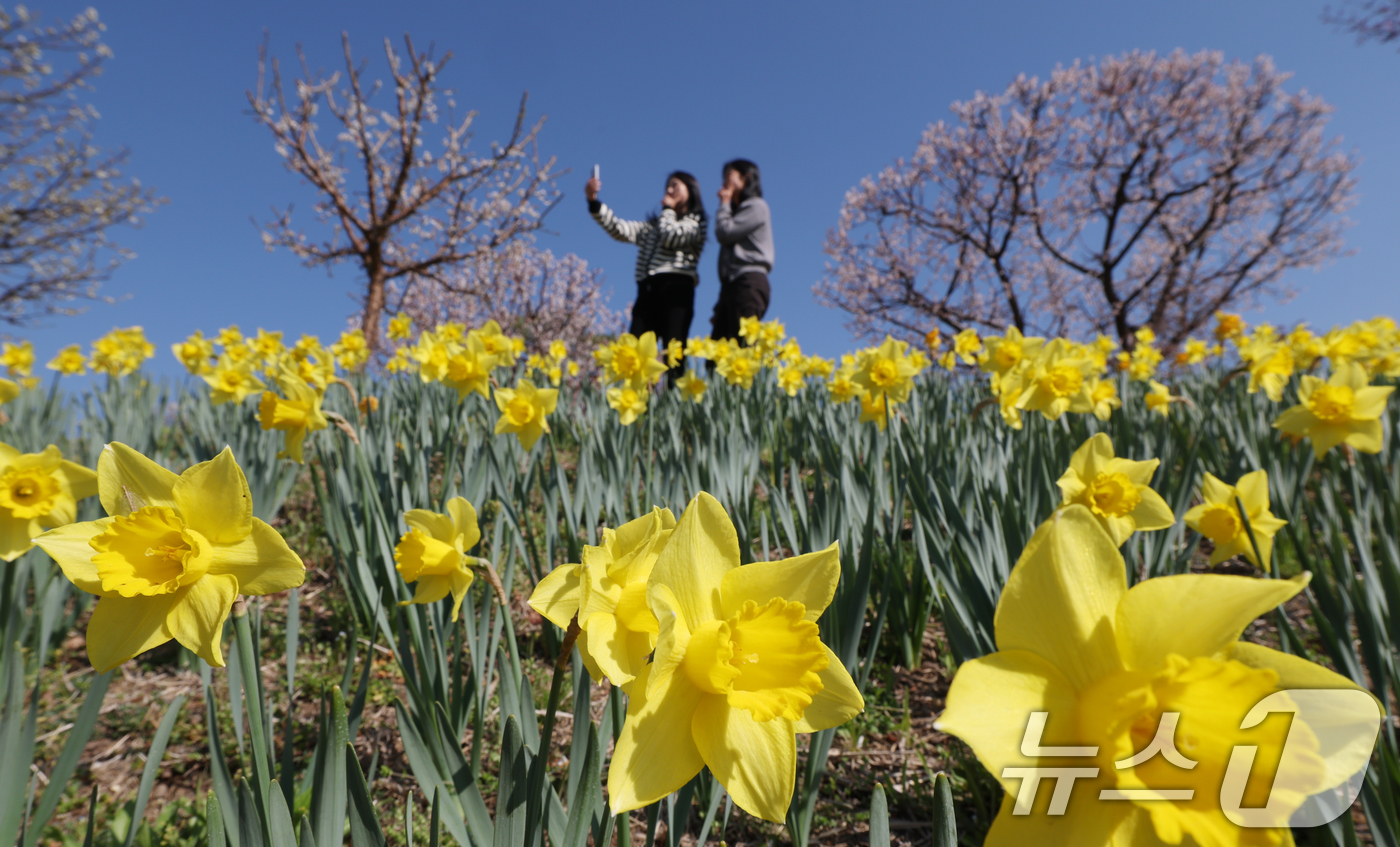(용인=뉴스1) 김영운 기자 = 화창한 봄날씨를 보인 8일 경기 용인시 처인구 에버랜드 하늘정원길에서 바라본 에버랜드 일대가 벚꽃, 매화, 수선화를 비롯한 봄꽃들로 만개해 있다. …