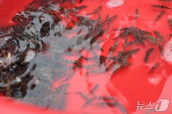 충주시, 쏘가리 포획금지 기간 위법 행위 집중 단속