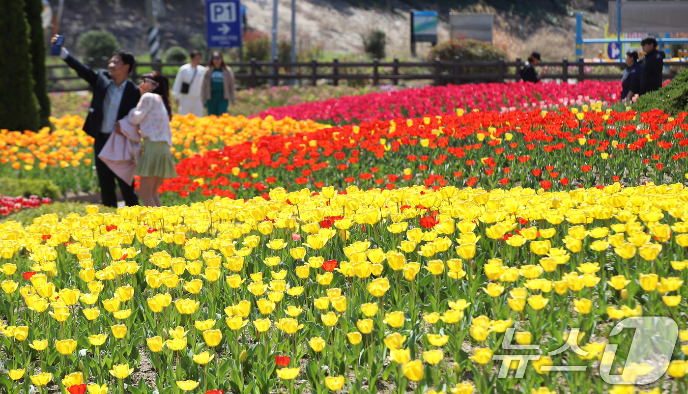 (부산=뉴스1) 윤일지 기자 = 포근한 봄 날씨를 보인 8일 오후 부산 북구 화명생태공원을 찾은 시민들이 형형색색 활짝 핀 튤립을 구경하고 있다.  2026.4.8/뉴스1