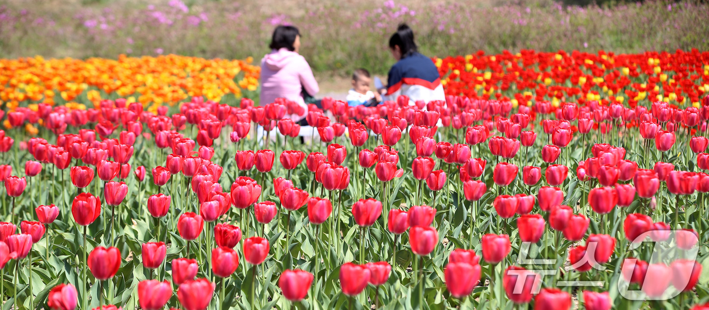 (부산=뉴스1) 윤일지 기자 = 포근한 봄 날씨를 보인 8일 오후 부산 북구 화명생태공원을 찾은 시민들이 형형색색 활짝 핀 튤립을 구경하고 있다.  2026.4.8/뉴스1