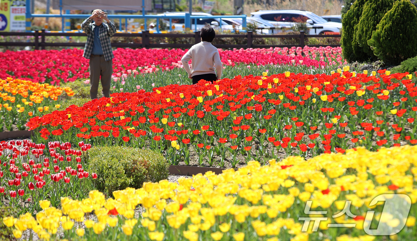 (부산=뉴스1) 윤일지 기자 = 포근한 봄 날씨를 보인 8일 오후 부산 북구 화명생태공원을 찾은 시민들이 형형색색 활짝 핀 튤립을 구경하고 있다.  2026.4.8/뉴스1