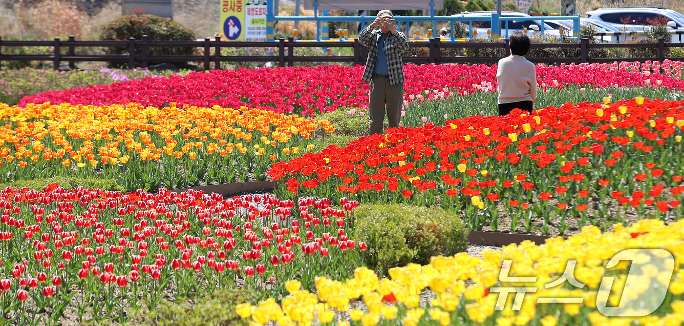 (부산=뉴스1) 윤일지 기자 = 포근한 봄 날씨를 보인 8일 오후 부산 북구 화명생태공원을 찾은 시민들이 형형색색 활짝 핀 튤립을 구경하고 있다.  2026.4.8/뉴스1