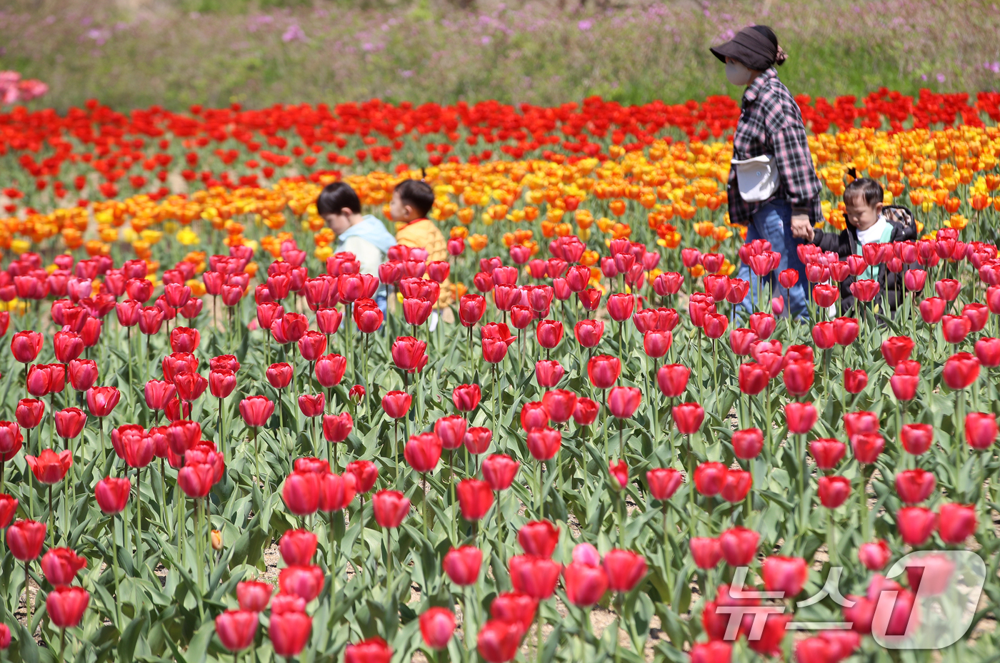 (부산=뉴스1) 윤일지 기자 = 포근한 봄 날씨를 보인 8일 오후 부산 북구 화명생태공원을 찾은 어린이들이 형형색색 활짝 핀 튤립을 구경하고 있다.  2026.4.8/뉴스1