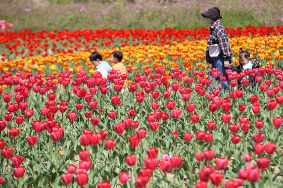 '튤립 활짝'