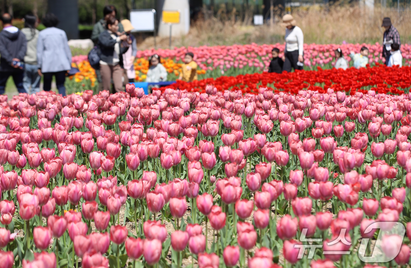 (부산=뉴스1) 윤일지 기자 = 포근한 봄 날씨를 보인 8일 오후 부산 북구 화명생태공원을 찾은 어린이들이 형형색색 활짝 핀 튤립을 구경하고 있다.  2026.4.8/뉴스1