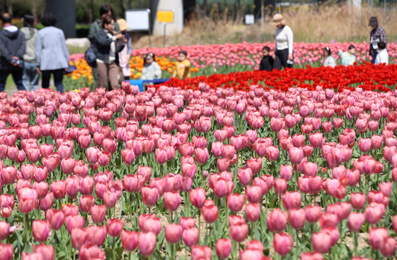 눈길 사로잡는 형형색색 튤립