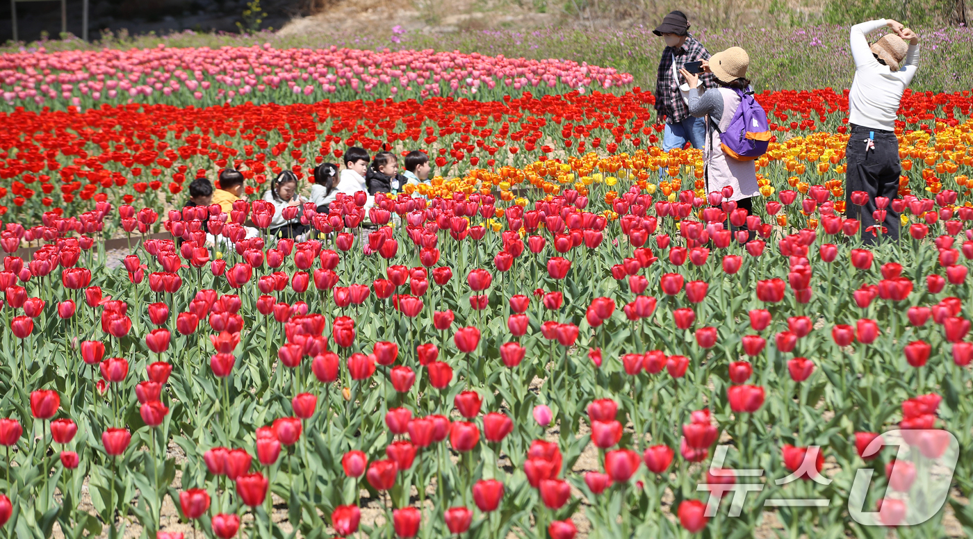 (부산=뉴스1) 윤일지 기자 = 포근한 봄 날씨를 보인 8일 오후 부산 북구 화명생태공원을 찾은 어린이들이 형형색색 활짝 핀 튤립을 구경하고 있다.  2026.4.8/뉴스1