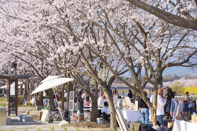 구례군, 3월 관광객 100만 돌파…"군 인구의 42배 몰렸다"