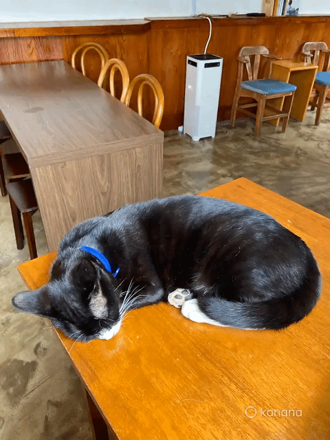 본문 이미지 - 카카오톡 '카나나 템플릿'을 활용해 고양이 사진 1장을 움직이는 영상으로 변환한 결과. 우측 하단 AI로 생성했음을 알리는 '카나나'(kanana) 워터마크가 표시돼 있다. (카나나 템플릿 갈무리)