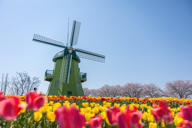 150만 송이 튤립 만개 순천만국가정원서 11∼12일 봄축제
