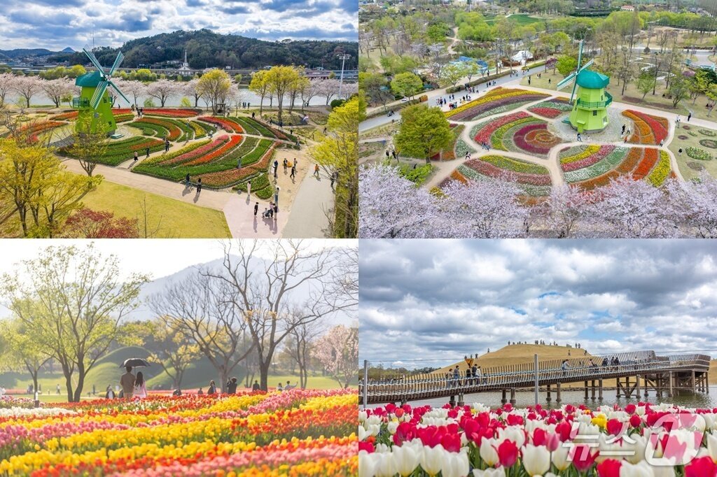 본문 이미지 - 네덜란드정원의 상징인 풍차와 150만 송이의 튤립이 장관을 이루고 있다.(순천시 제공) 