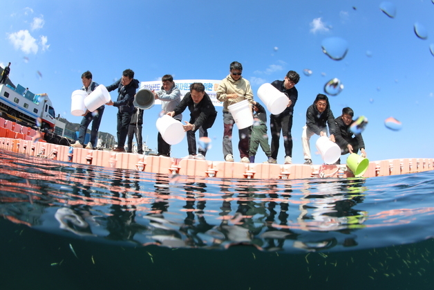 수산자원공단, 울릉해역에 토종 첨연어 10만 마리 방류