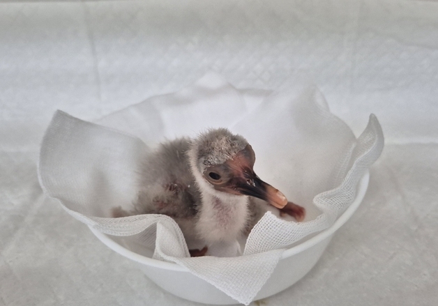 천연기념물 창녕 우포따오기, 올해 첫 부화 성공