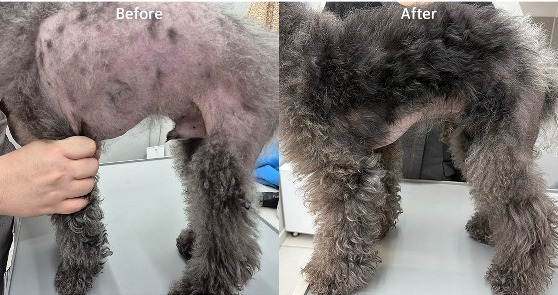 2년째 원인 못 찾던 강아지 탈모…레이저·엑소좀 치료 후 달라졌다