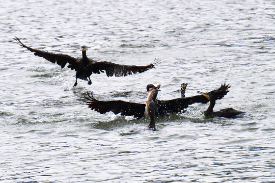 내일 오전까지 최대 250㎜·수도권 60㎜ 많은 비…내륙·해상 '강풍'