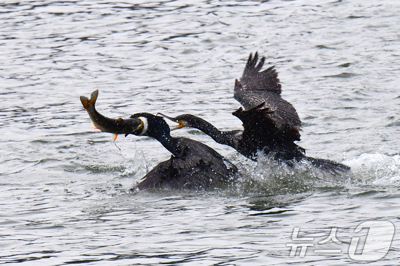 (포항=뉴스1) 최창호 기자 = 9일 오전 경북 포항시 남구 형산강에서 가마우지들이 물고기 사냥을 하고 있다. 2026.4.9/뉴스1