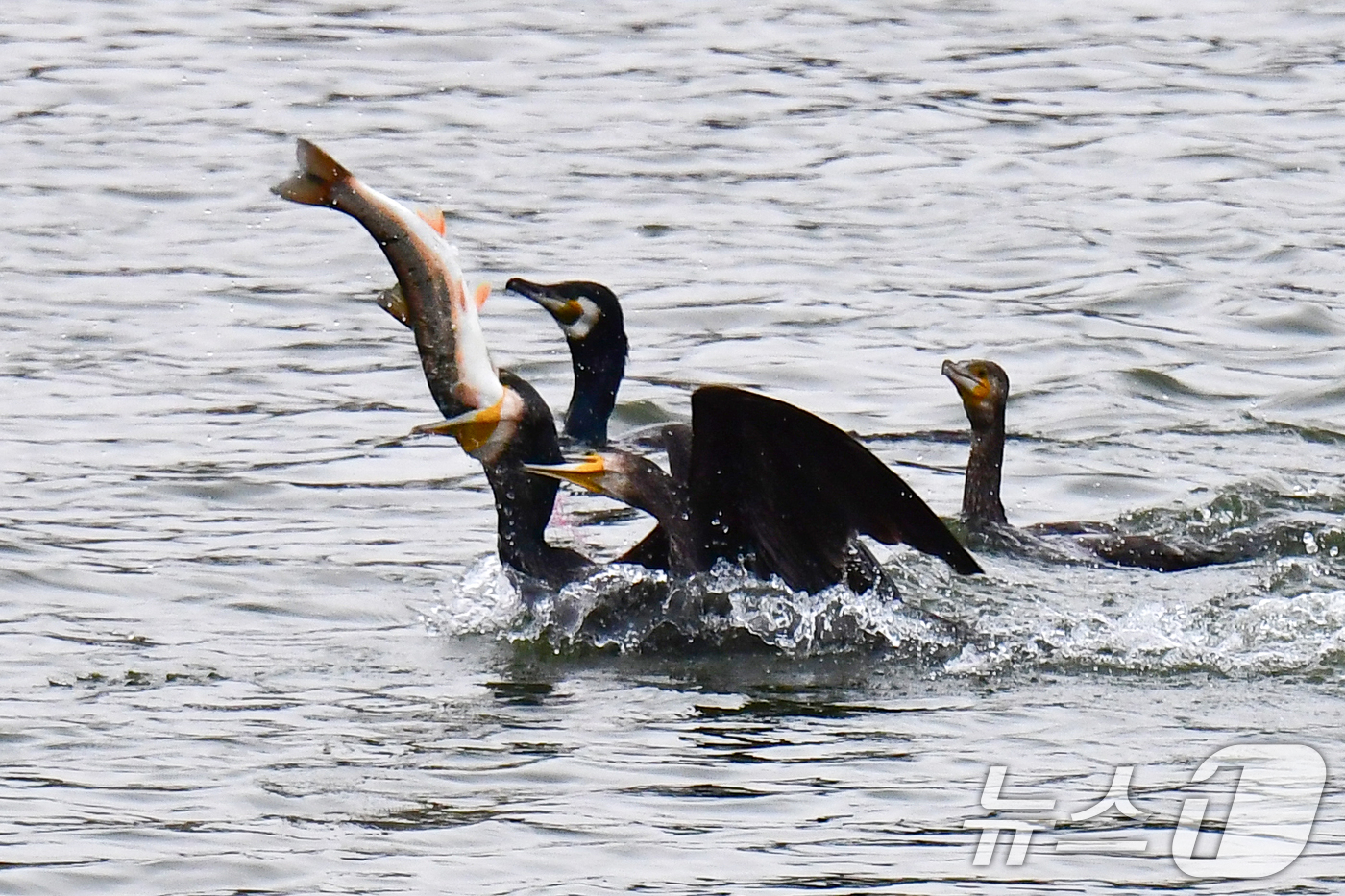 (포항=뉴스1) 최창호 기자 = 9일 오전 경북 포항시 남구 형산강에서 가마우지들이 물고기 사냥을 하고 있다. 2026.4.9/뉴스1