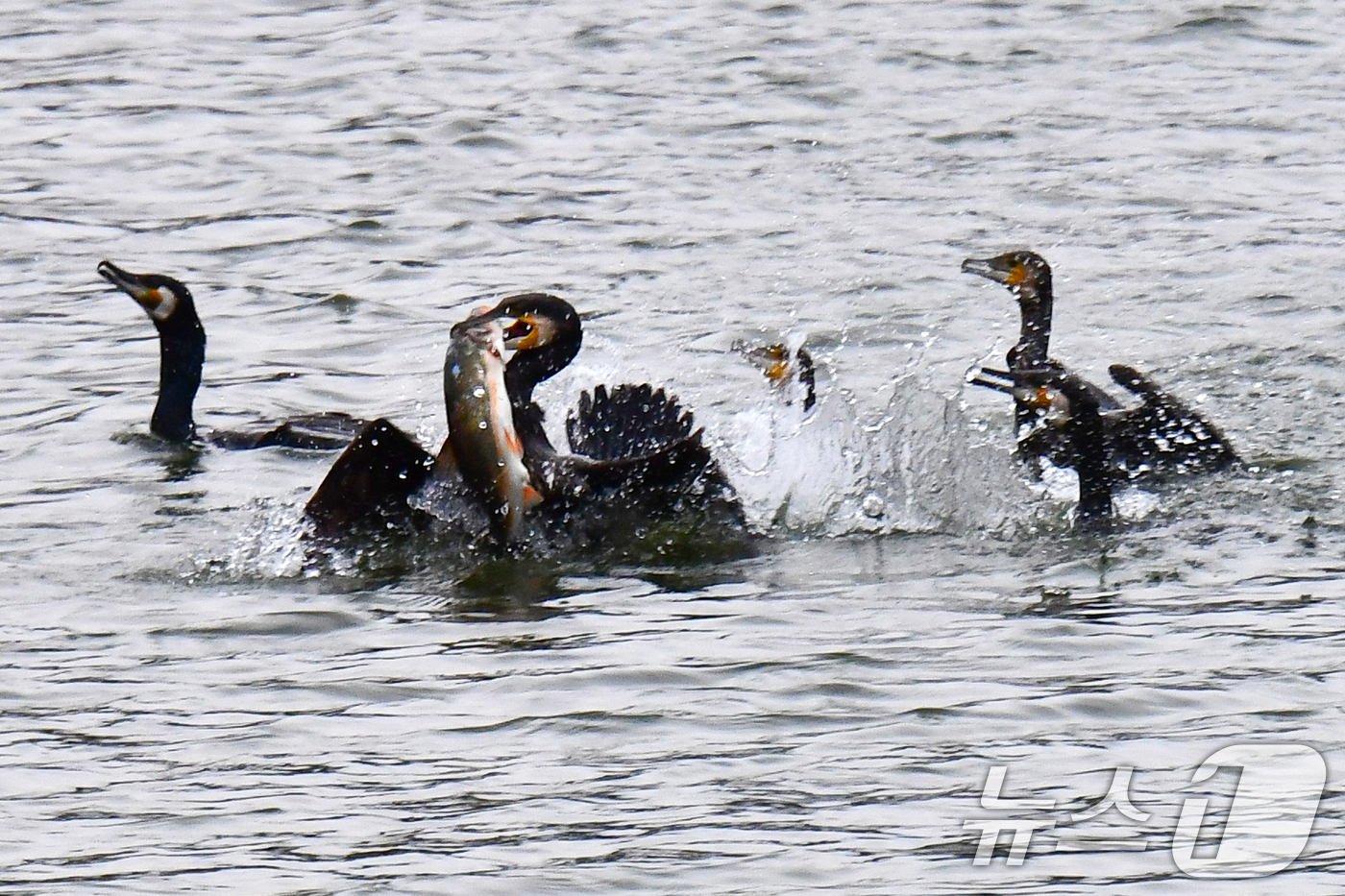 (포항=뉴스1) 최창호 기자 = 9일 오전 경북 포항시 남구 형산강에서 가마우지들이 물고기 사냥을 하고 있다. 2026.4.9/뉴스1
