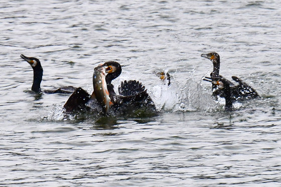 가마우지의 욕심