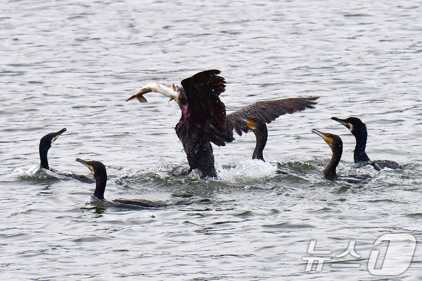 (포항=뉴스1) 최창호 기자 = 9일 오전 경북 포항시 남구 형산강에서 가마우지들이 물고기 사냥을 하고 있다. 2026.4.9/뉴스1
