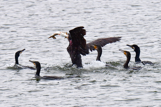 물고기 사냥하는 가마우지