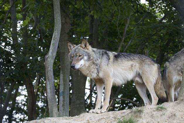 '한국늑대' 라더니 러시아 개체…대전 오월드 '복원사업'도 논란