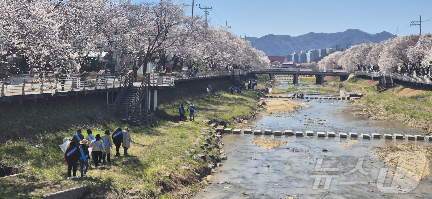 (금산=뉴스1) 이동원 기자 = 충청남도금산교육지원청(교육장 권영선)은 8일 금산천 봄꽃축제 기간에 맞춰 청렴동아리 ‘NOW’ 회원들이 참여한 가운데 환경정화 봉사활동을 실시하고, …
