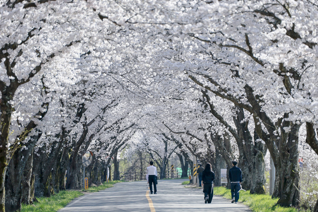 "벚꽃 엔딩 즐겨요"…경주시 암곡동 벚꽃터널에 관광객 북적