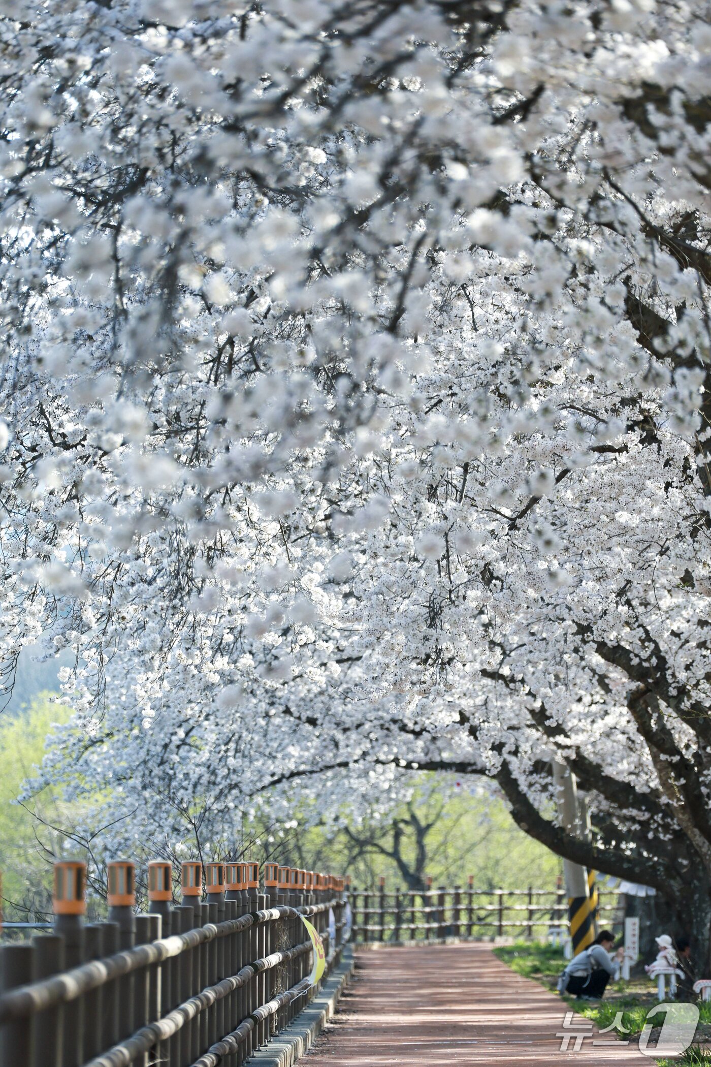 본문 이미지 - 경북 경주시 암곡동 벚꽃터널.(경주시 제공, 재판매 및 DB금지) 2026.4.9/뉴스1