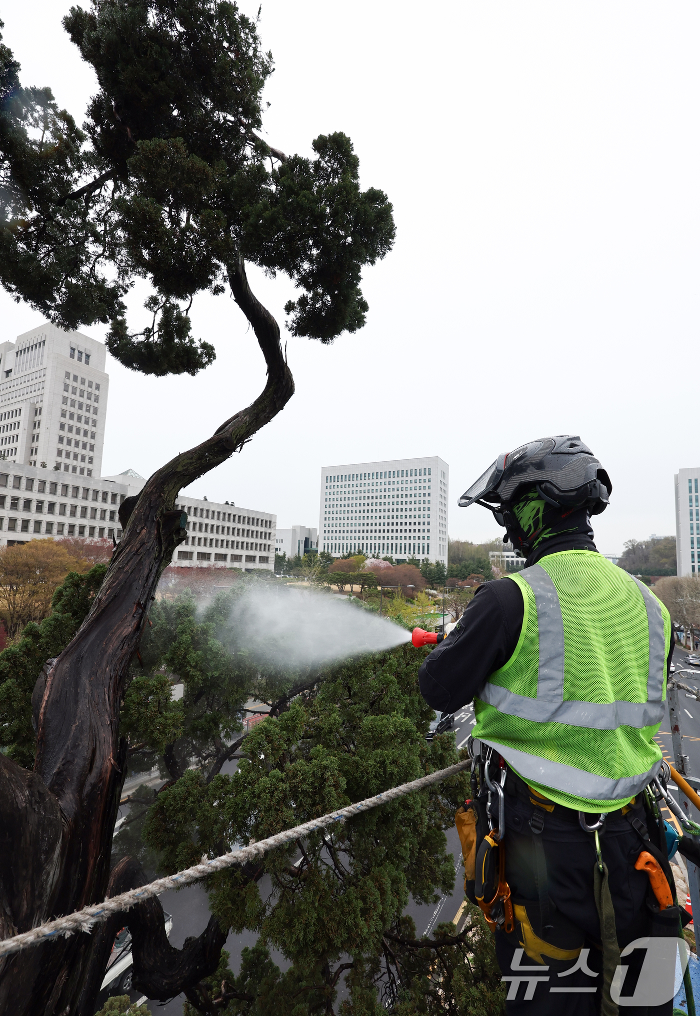 (서울=뉴스1) 최지환 기자 = 서초구 관계자들이 9일 서울 서초역사거리 중앙 녹지대에서 아시아 태평양 사법정의 허브 상징 '천년향' 물세척을 하고 있다.천년향은 서울시에서 가장 …