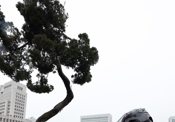 물세척하는 천년향