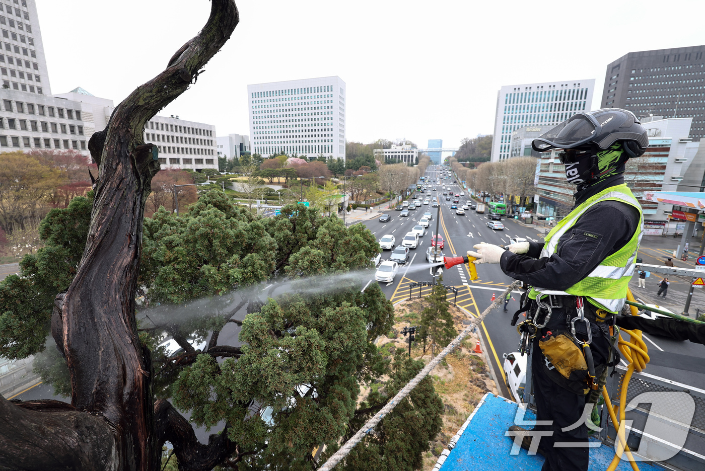 (서울=뉴스1) 최지환 기자 = 서초구 관계자들이 9일 서울 서초역사거리 중앙 녹지대에서 아시아 태평양 사법정의 허브 상징 '천년향' 물세척을 하고 있다.천년향은 서울시에서 가장 …