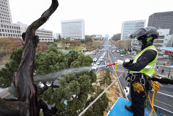아시아 태평양 사법정의 허브 상징 '천년향' 물세척