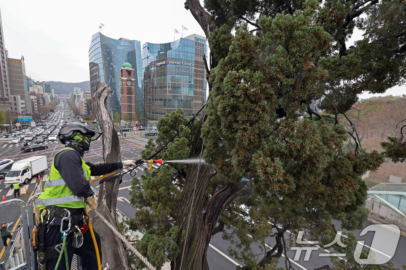 (서울=뉴스1) 최지환 기자 = 서초구 관계자들이 9일 서울 서초역사거리 중앙 녹지대에서 아시아 태평양 사법정의 허브 상징 '천년향' 물세척을 하고 있다.천년향은 서울시에서 가장 …
