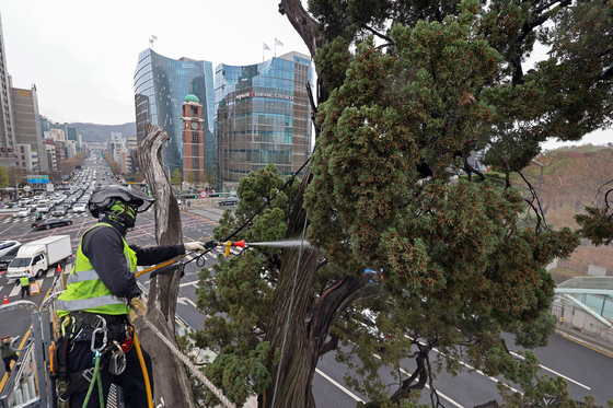 서초구, 아·태 사법정의 허브 상징 '천년향' 물세척