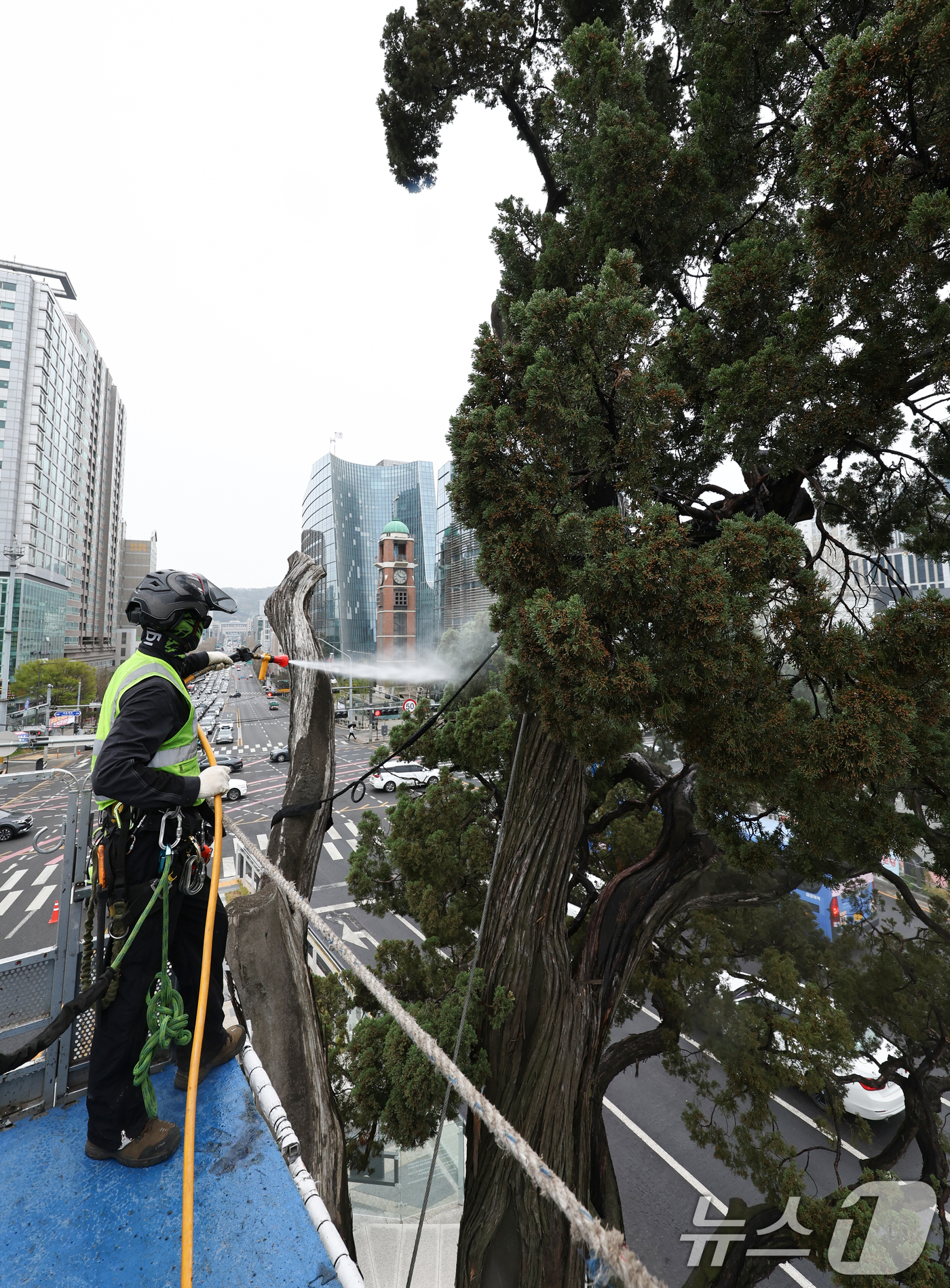 (서울=뉴스1) 최지환 기자 = 서초구 관계자들이 9일 서울 서초역사거리 중앙 녹지대에서 아시아 태평양 사법정의 허브 상징 '천년향' 물세척을 하고 있다.천년향은 서울시에서 가장 …