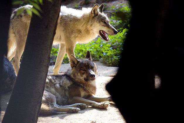 "광견병 걸린 늑대, 더 위험…개·고양이 미접종시 살처분 조치도"