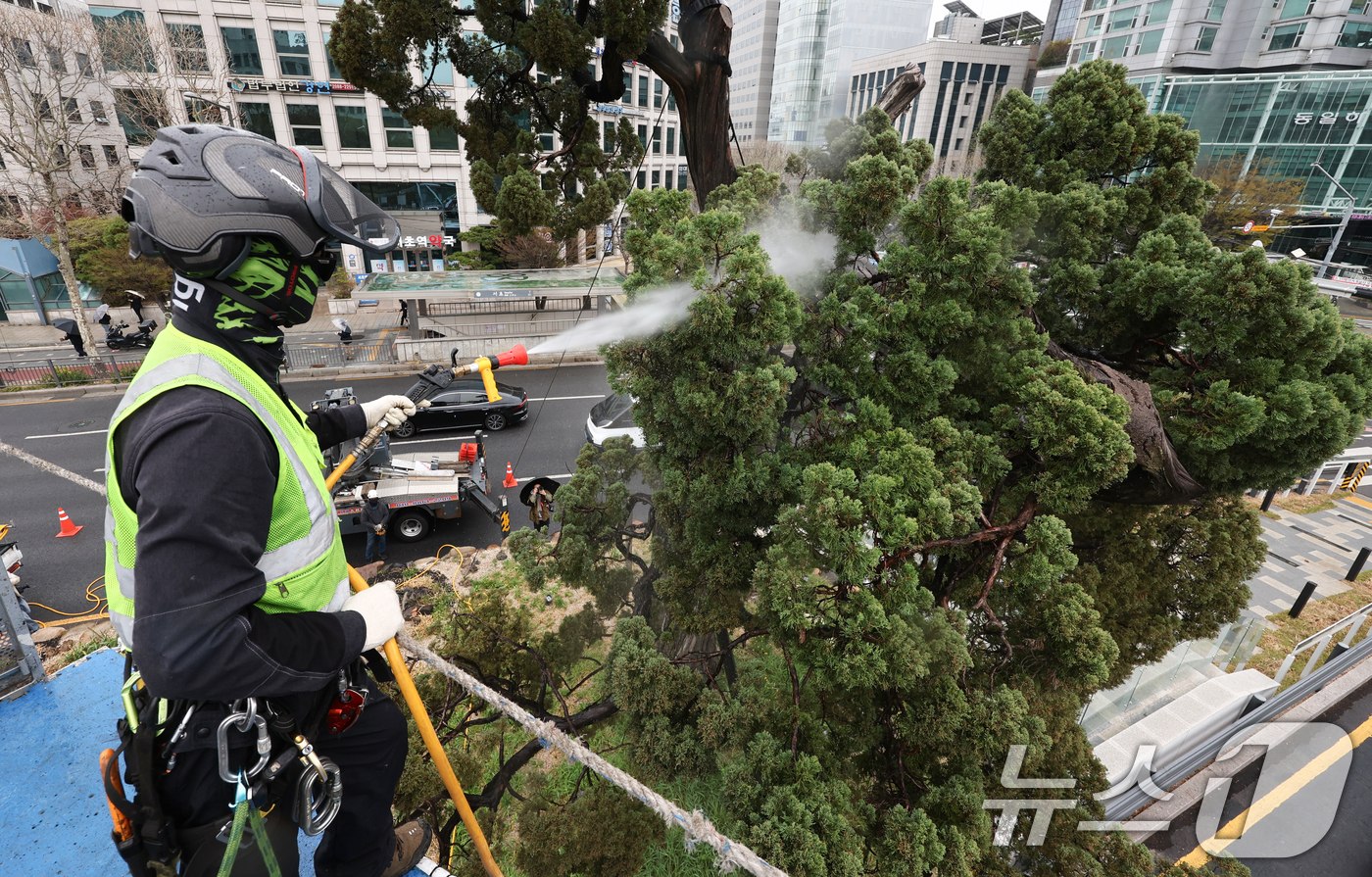 (서울=뉴스1) 최지환 기자 = 서초구 관계자들이 9일 서울 서초역사거리 중앙 녹지대에서 아시아 태평양 사법정의 허브 상징 '천년향' 물세척을 하고 있다.천년향은 서울시에서 가장 …
