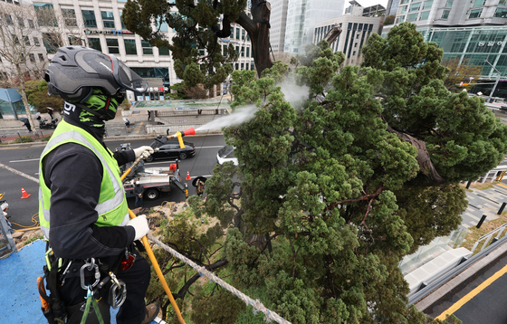 미세먼지 씻어내는 서초구 '천년향'