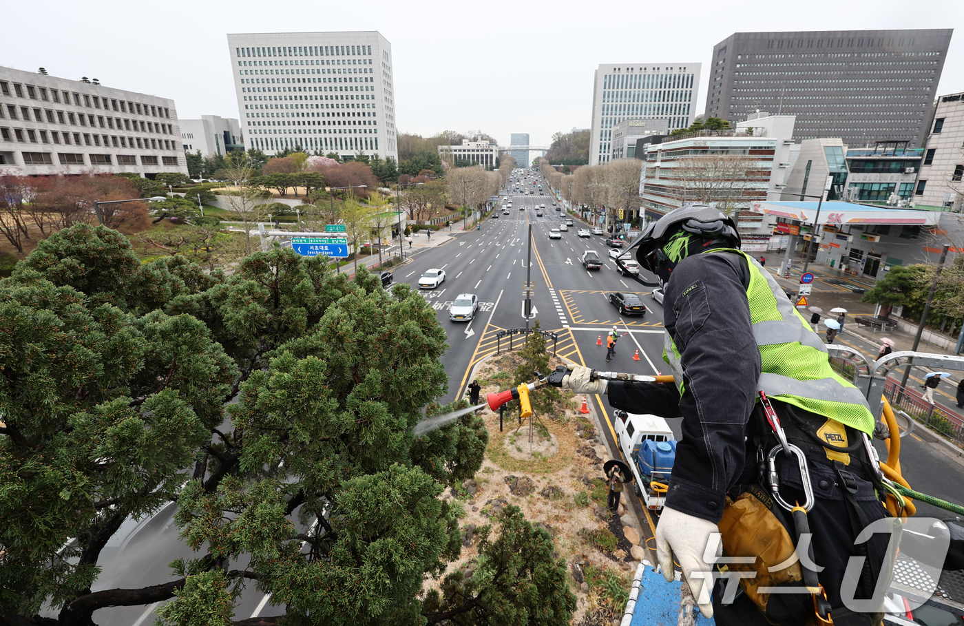 (서울=뉴스1) 최지환 기자 = 서초구 관계자들이 9일 서울 서초역사거리 중앙 녹지대에서 아시아 태평양 사법정의 허브 상징 '천년향' 물세척을 하고 있다.천년향은 서울시에서 가장 …