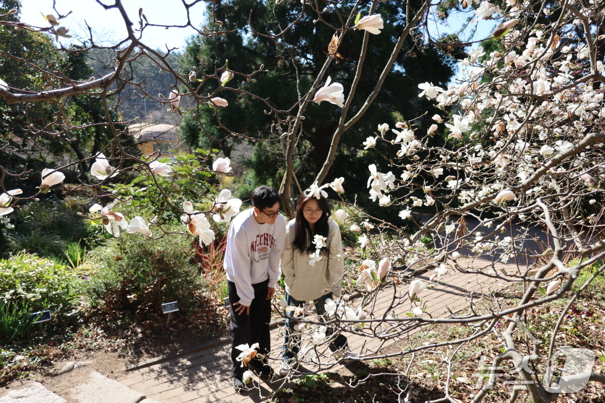 본문 이미지 - 천리포수목원을 찾은 탐방객이 만개한 목련을 감상하고 있다.(천리포수목원 제공. 재판매 및 DB금지)2026.4.9/뉴스1