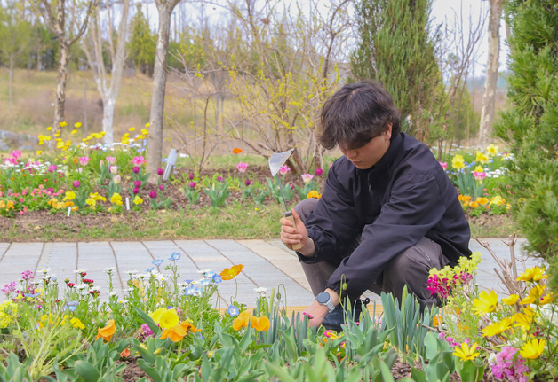 [단신] 국립세종수목원 '세록세록' 축제 앞두고 꽃단장 한창
