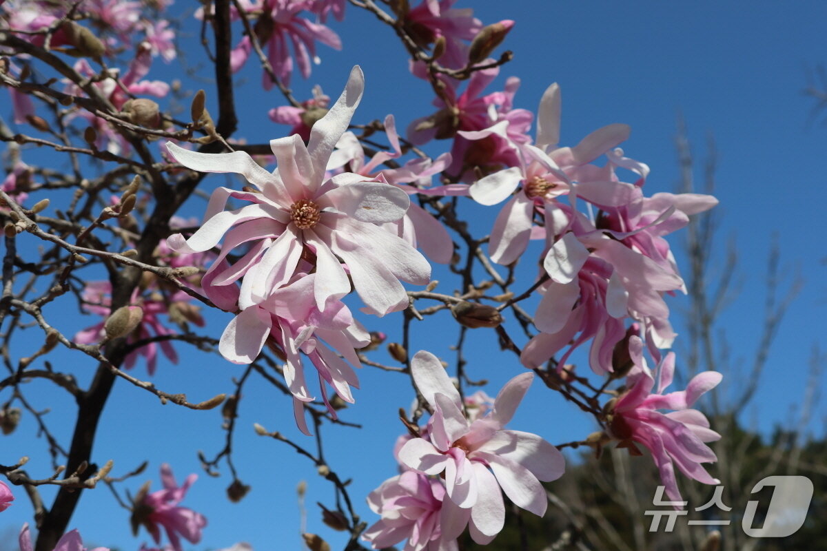 본문 이미지 - 천리포수목원의 큰별목련 빅 버사가 만개한 모습(천리포수목원 제공. 재판매 및 DB금지)2026.4.9/뉴스1