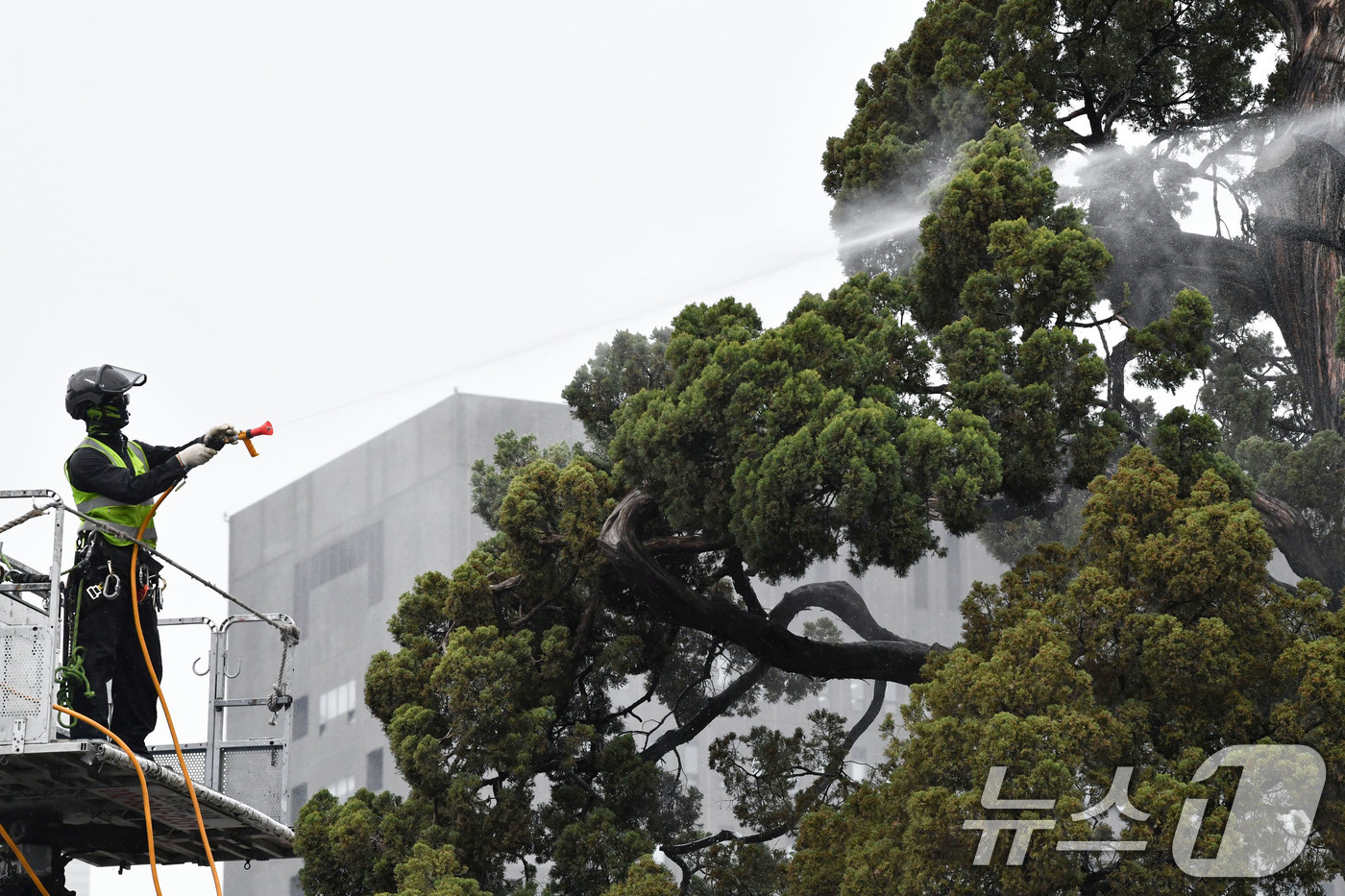 (서울=뉴스1) 최지환 기자 = 서초구 관계자들이 9일 서울 서초역사거리 중앙 녹지대에서 아시아 태평양 사법정의 허브 상징 '천년향' 물세척을 하고 있다.천년향은 서울시에서 가장 …