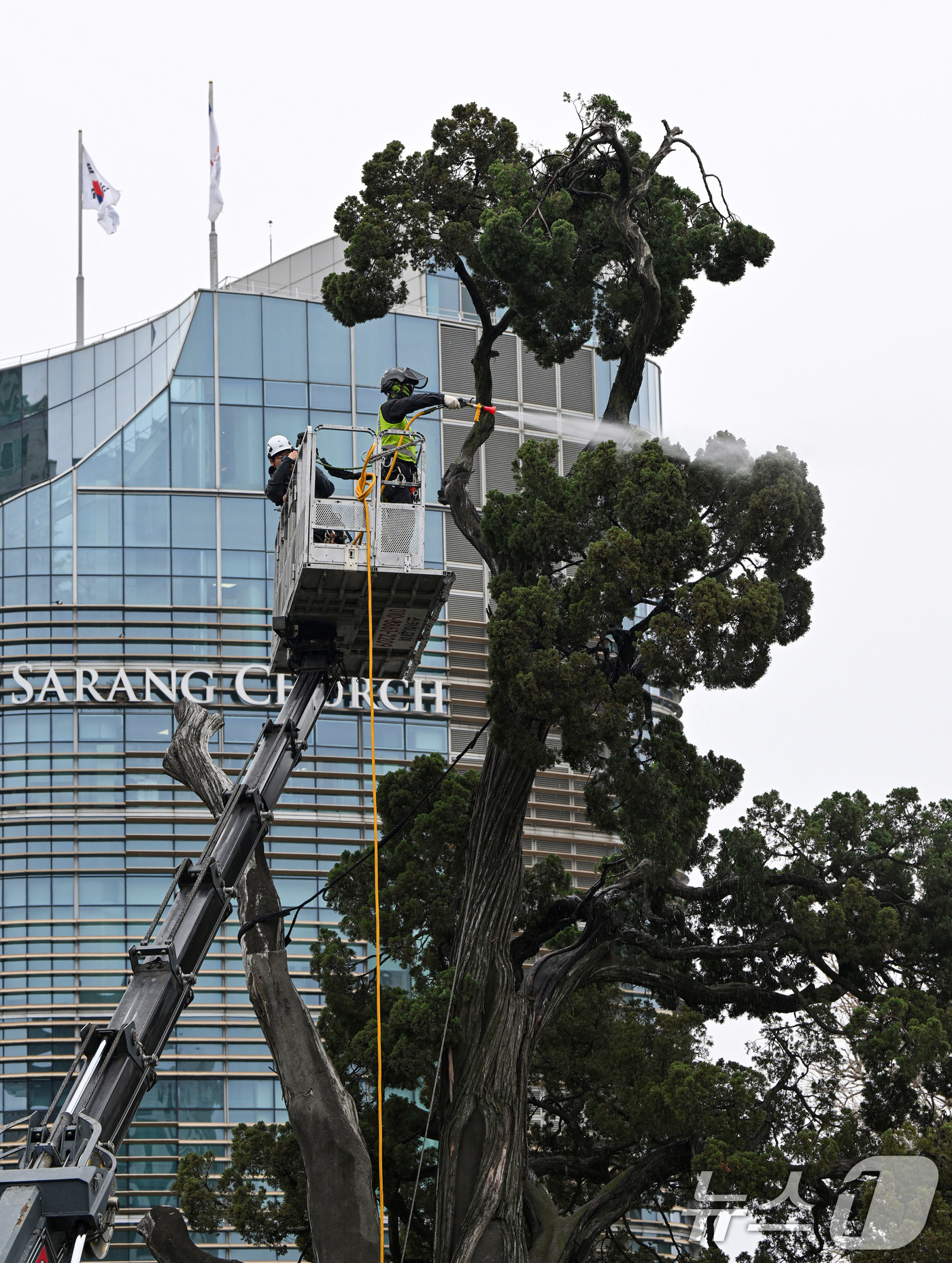 (서울=뉴스1) 최지환 기자 = 서초구 관계자들이 9일 서울 서초역사거리 중앙 녹지대에서 아시아 태평양 사법정의 허브 상징 '천년향' 물세척을 하고 있다.천년향은 서울시에서 가장 …